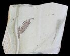 Fossil Pea Crab (Pinnixa) From California - Miocene #63716-1